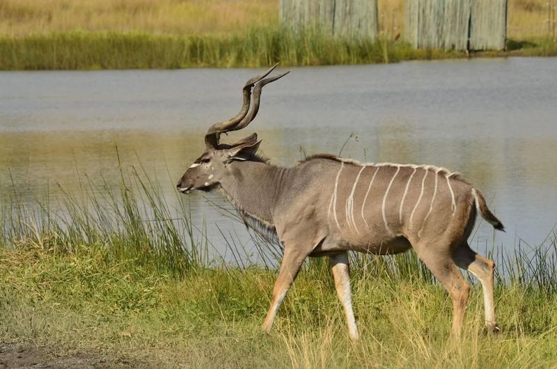 Unique Stripes