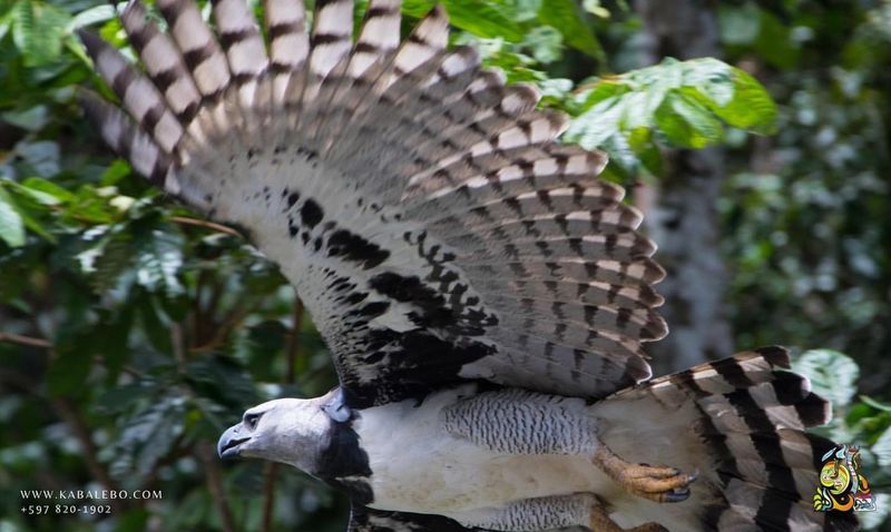 Impressive Wingspan