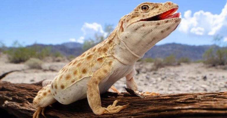 Incredible Animals You Have A Chance To See In The Grand Canyon