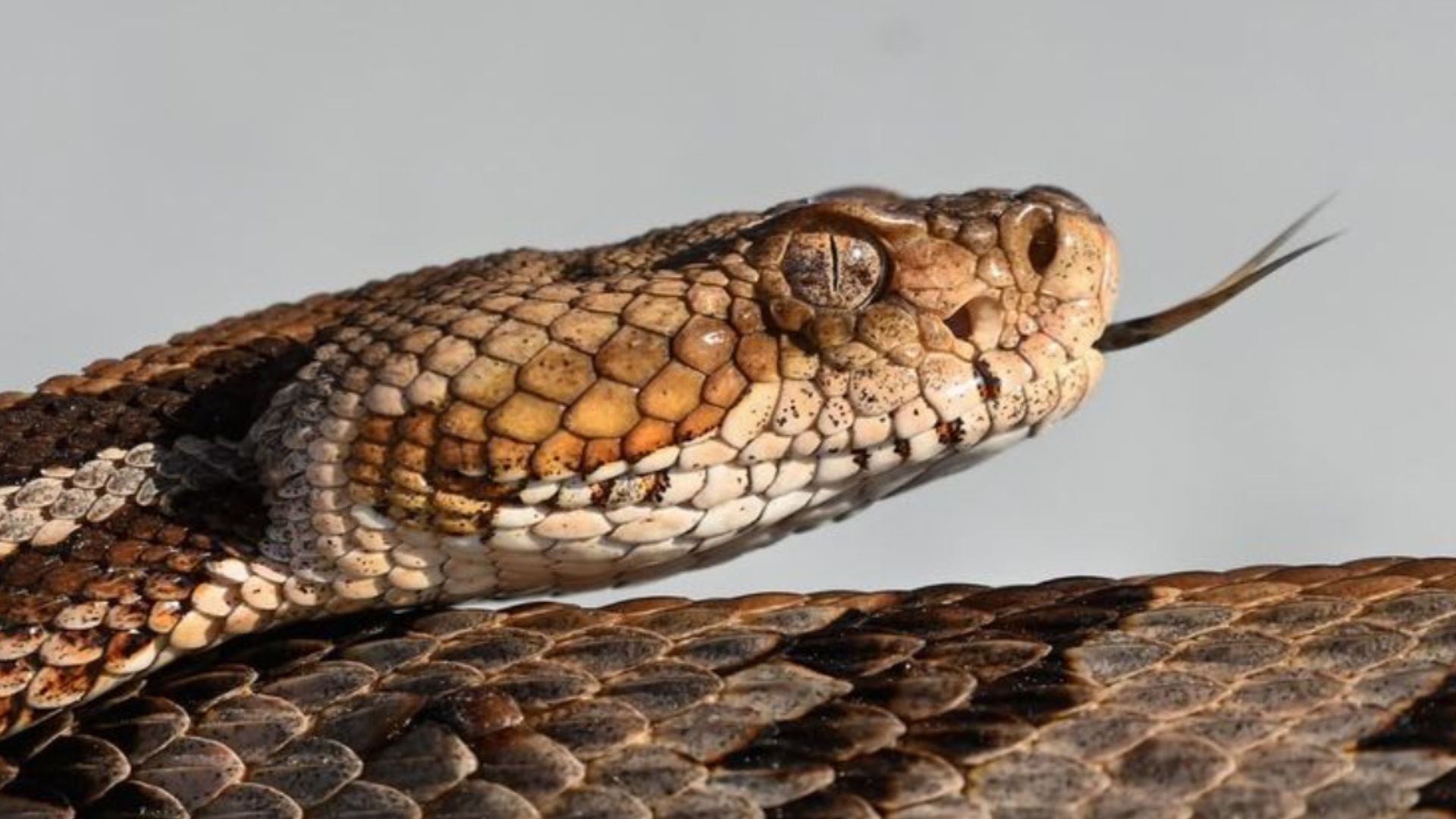 Incredible Rattlesnake Facts