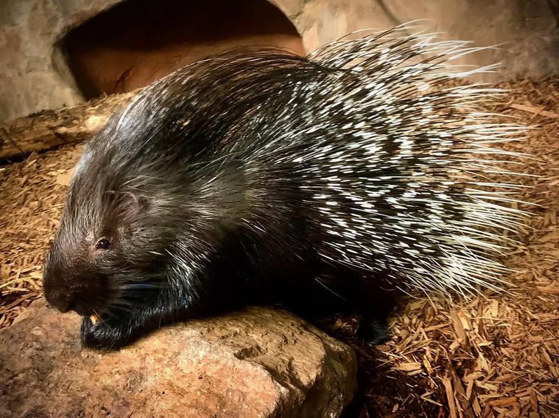 Indian Crested Porcupine