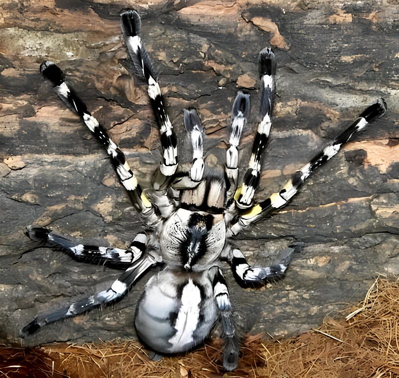 Indian Ornamental Tarantula