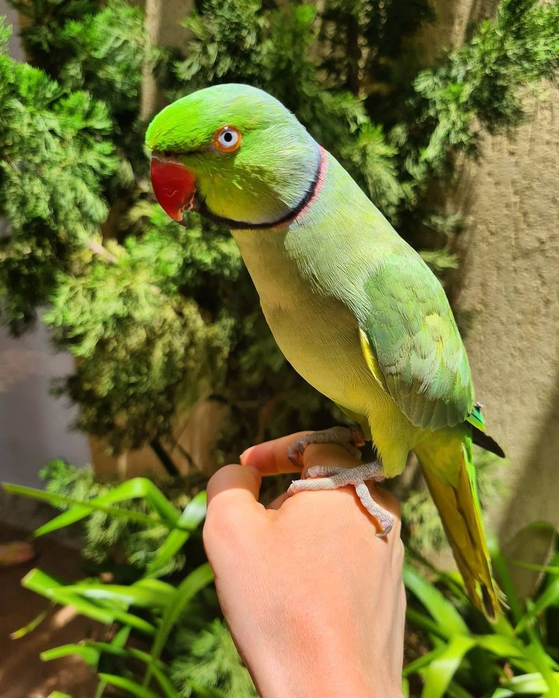 Indian Ringneck Parakeet