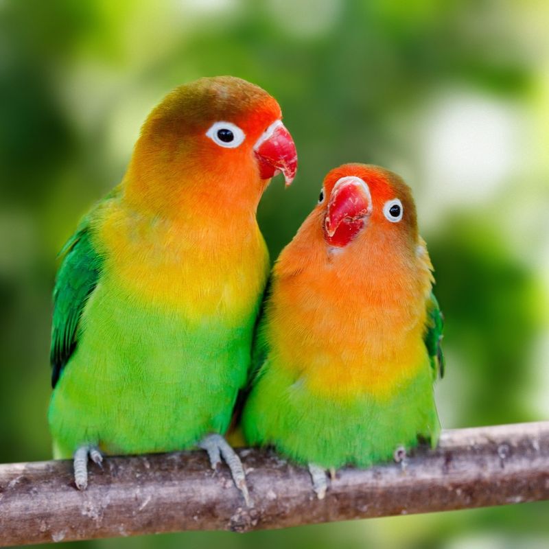 Lovebird