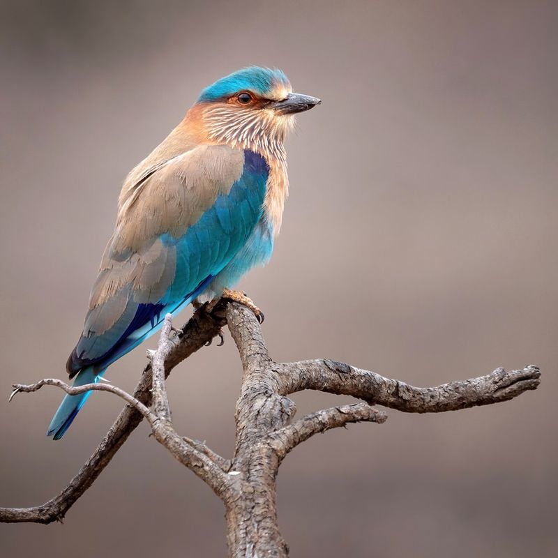 Indian Roller