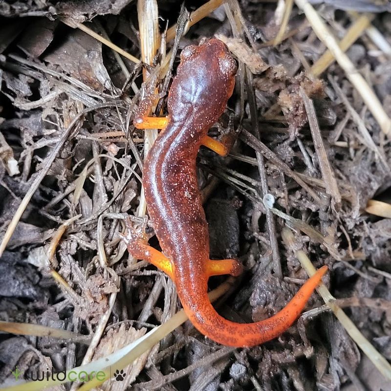 Indiana's Moist Marvel: Eastern Newt