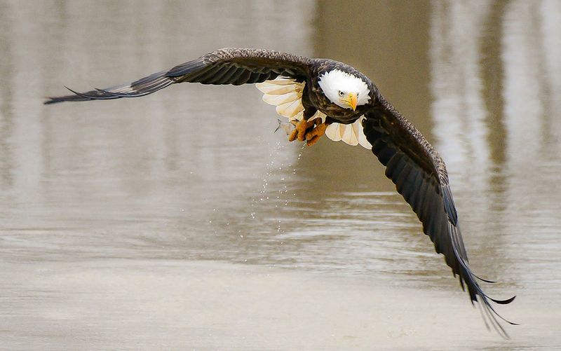 Indiana's Bald Eagle