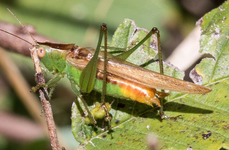 Indiana's Giant Katydid