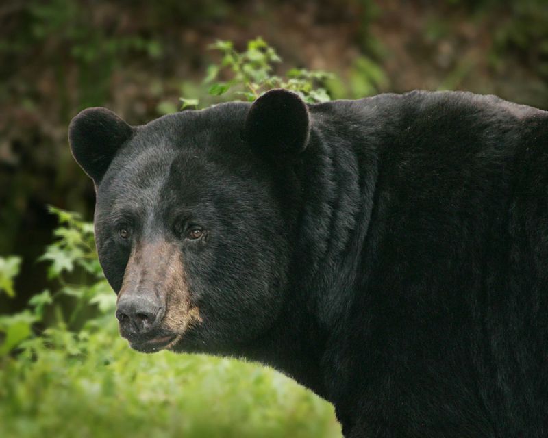 Indiana Bear