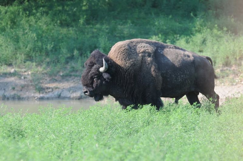 Indiana Bison