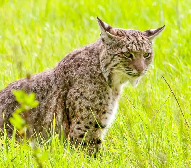 Indiana - Bobcat