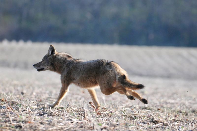 Indiana - Coyote