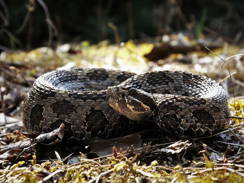 Indiana - Eastern Massasauga Rattlesnake