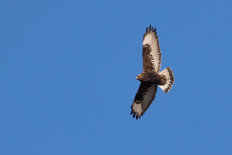 Indiana - Rough-legged Hawk