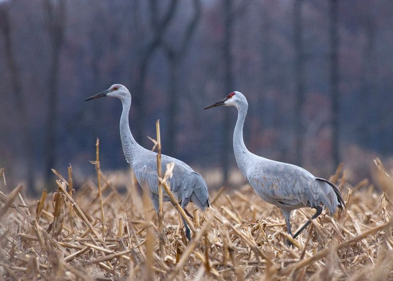 Indiana: Sandhill Crane