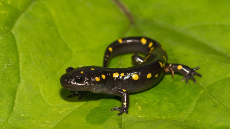 Indiana Spotted Salamander