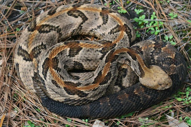 Indiana - Timber Rattlesnakes