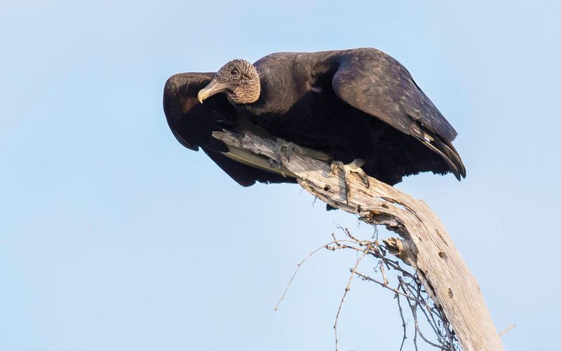 Indiana - Turkey Vulture