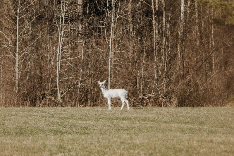 Indiana's Albino Deer