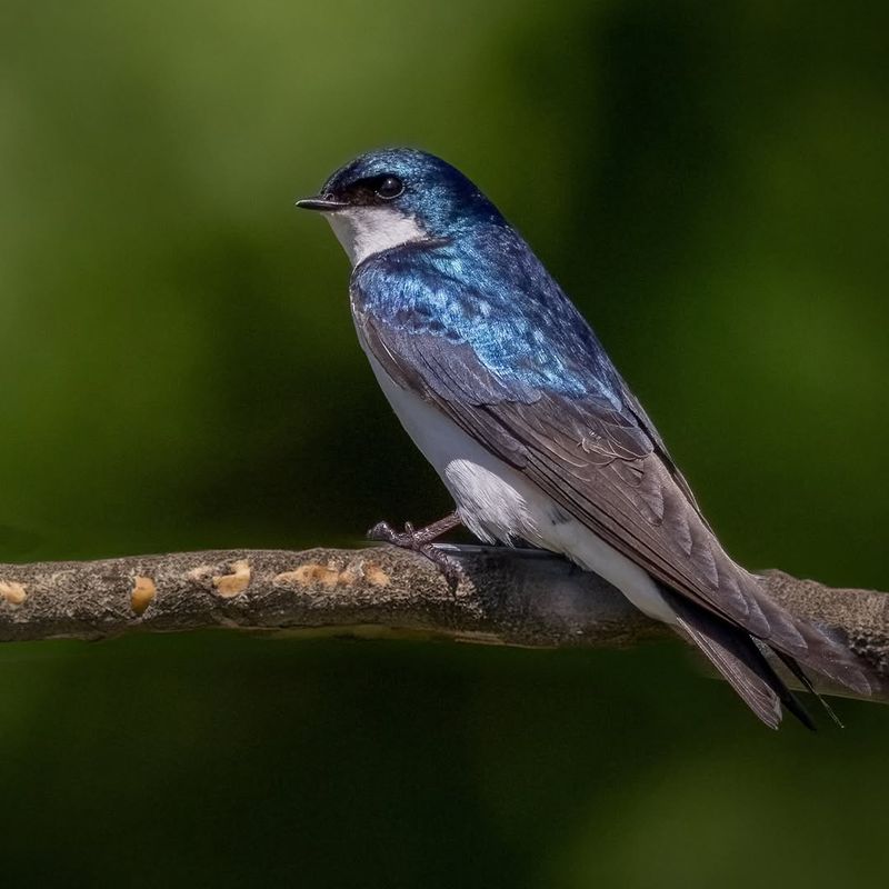 Tree Swallow