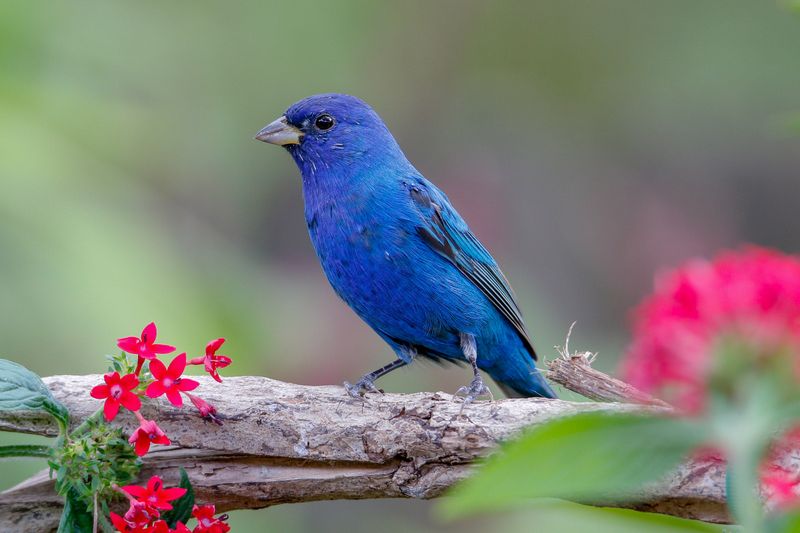 Indigo Bunting in West Virginia