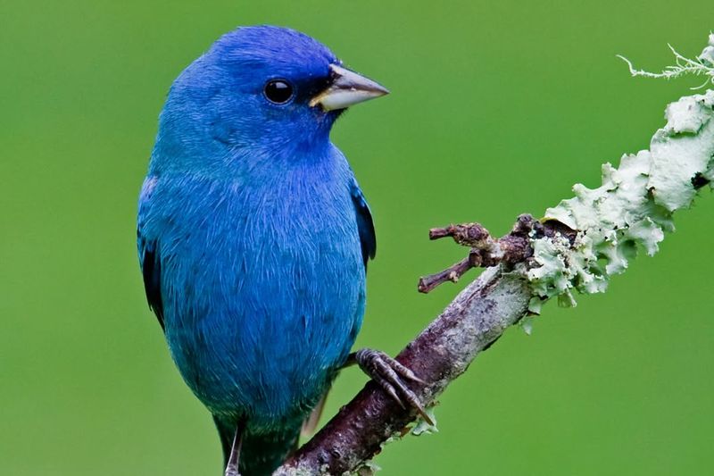 Indigo Bunting