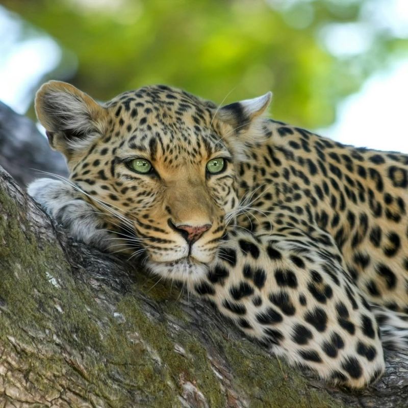 Indochinese Leopard