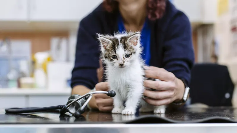 Indoor Cats and Health Monitoring