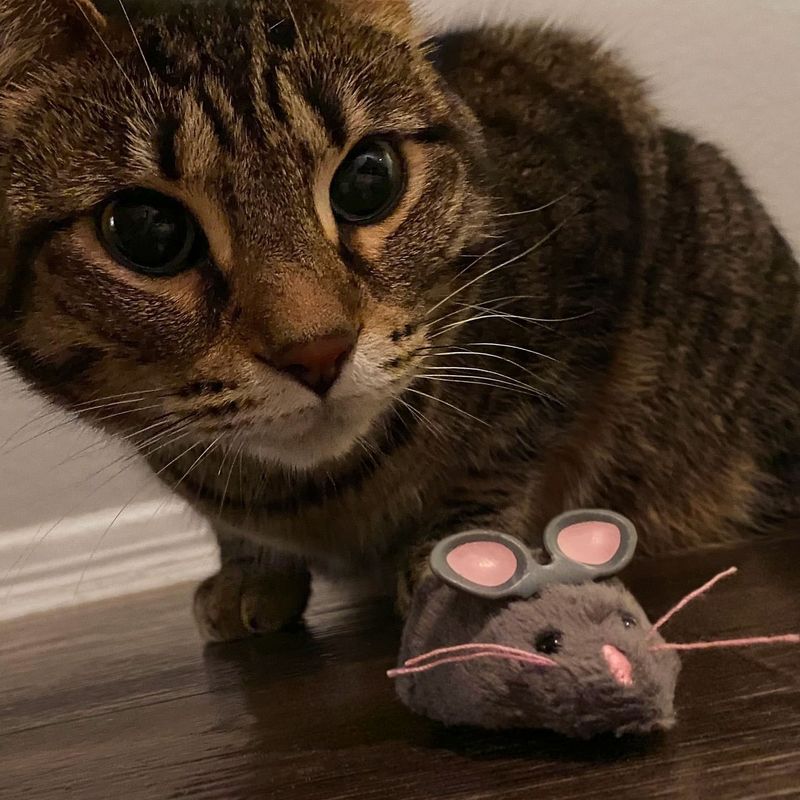 Interactive Toy Mice