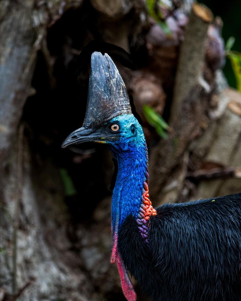 Introducing the Cassowary: Nature’s Deadliest Bird