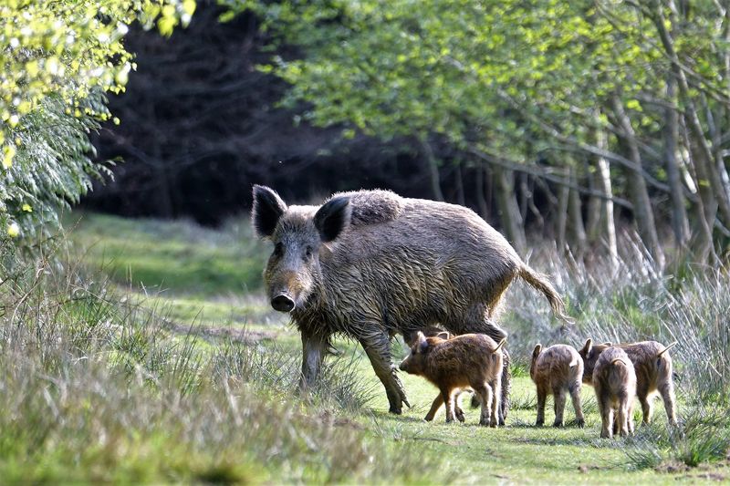 Invasive Wild Boars