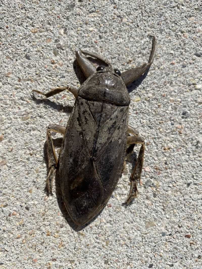 Iowa's Giant Water Beetle