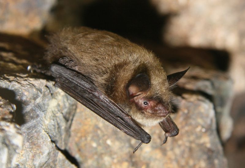 Iowa's Farmland Bats