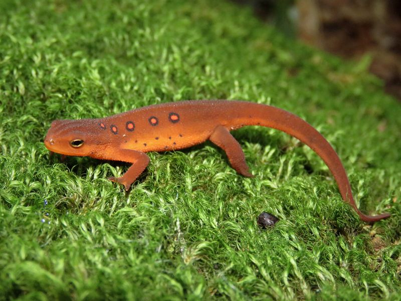 Iowa's Prairie Powerhouse: Central Newt