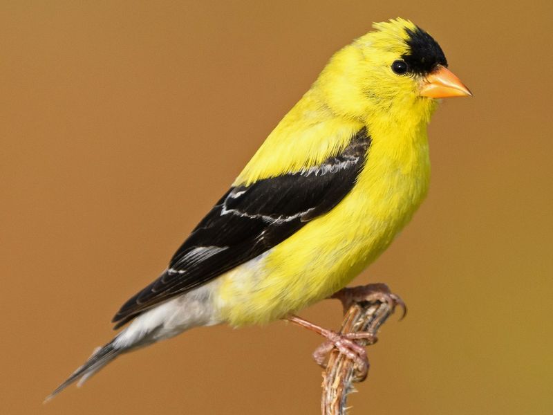 Iowa: American Goldfinch