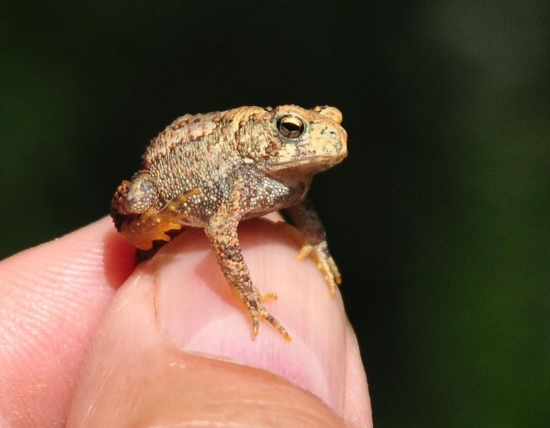 Iowa American Toad