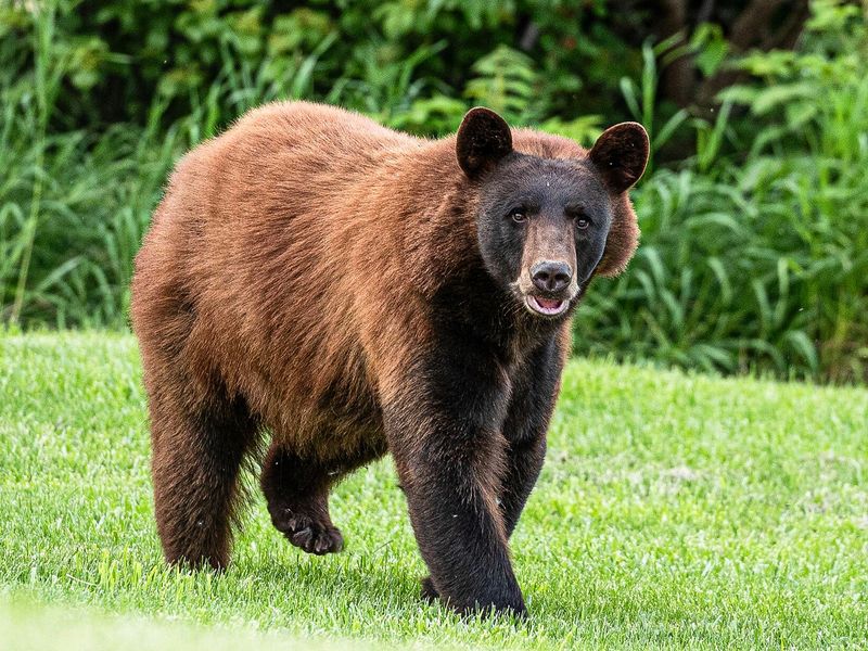 Iowa Bear