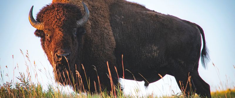 Iowa Bison