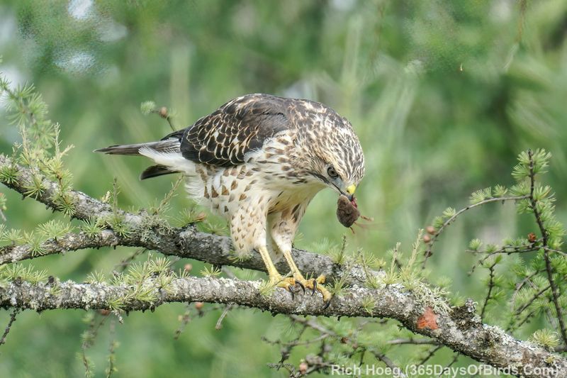 Iowa - Broad-winged Hawk