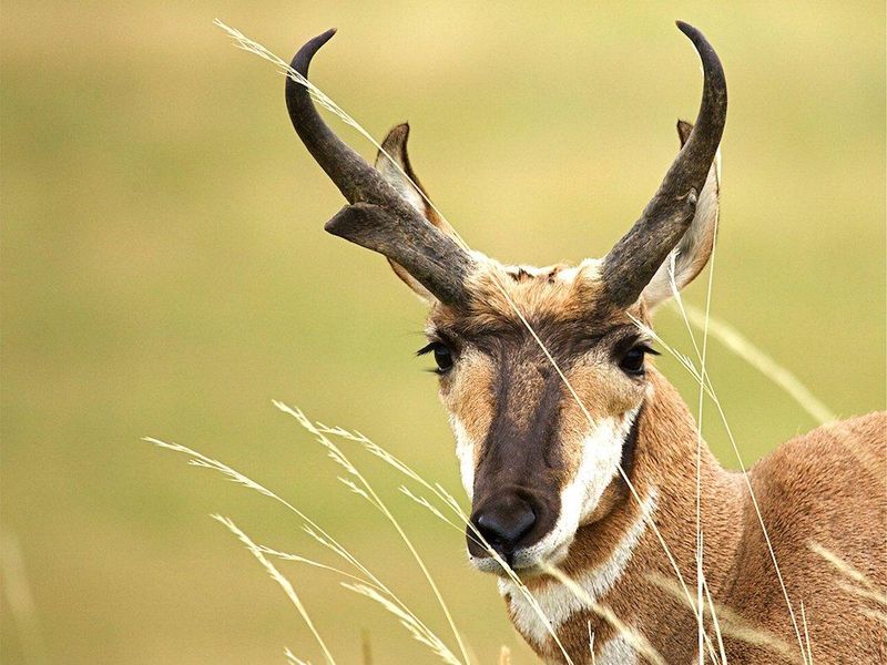 Iowa - Pronghorn