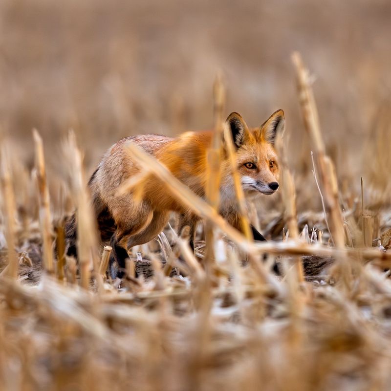 Iowa - Red Foxes