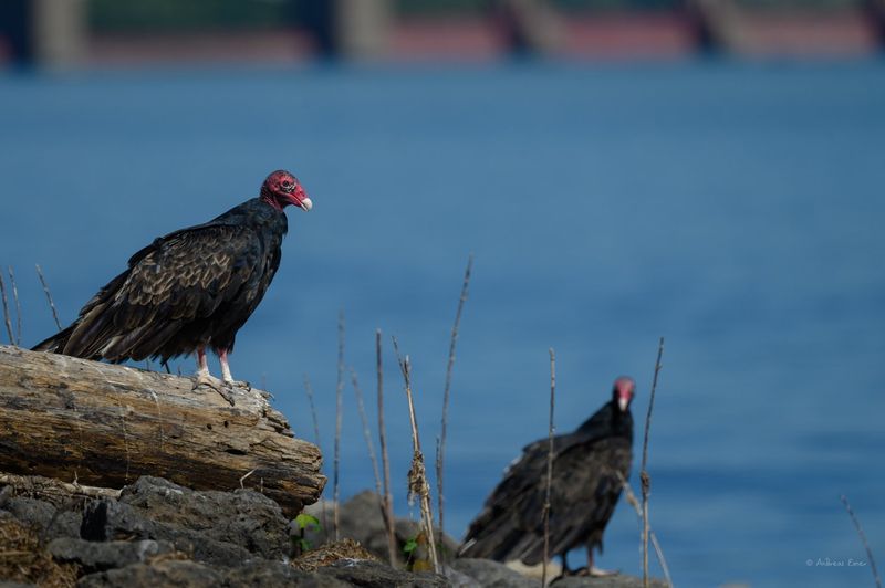 Iowa - Turkey Vulture