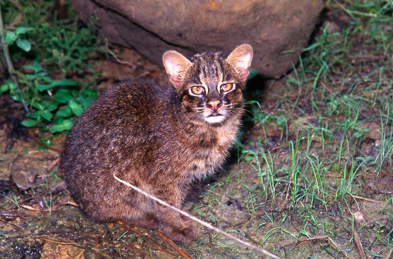 Iriomote Cat