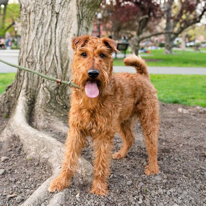 Irish Golden Terrier