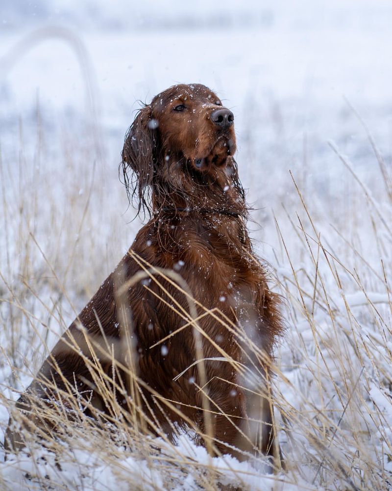 Irish Setter