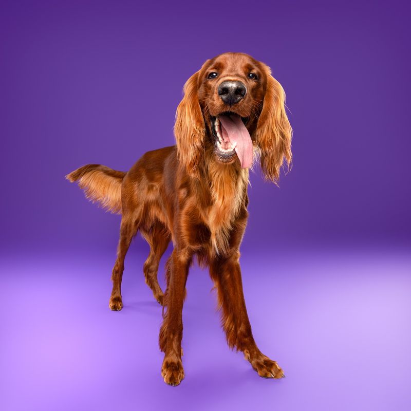 Irish Setter