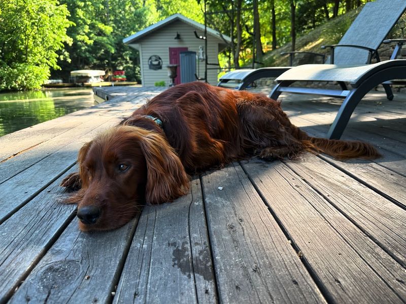 Irish Setter