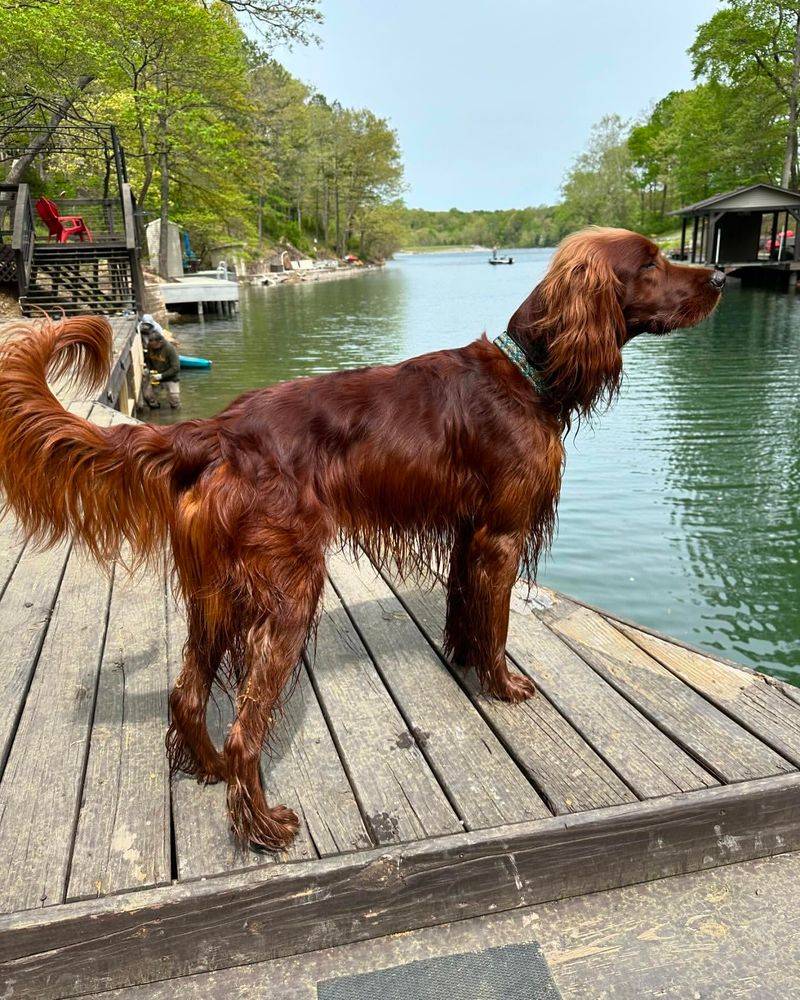 Irish Setter