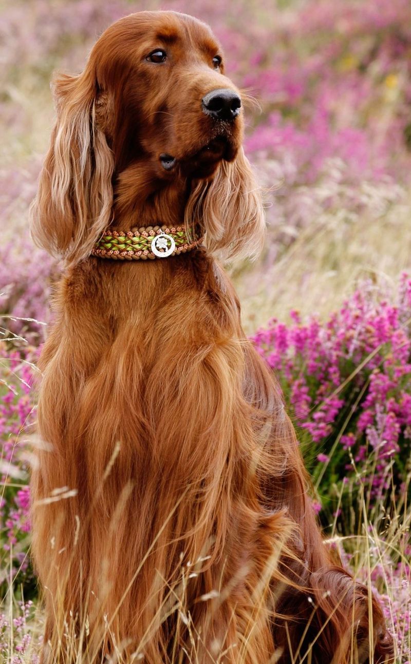 Irish Setter