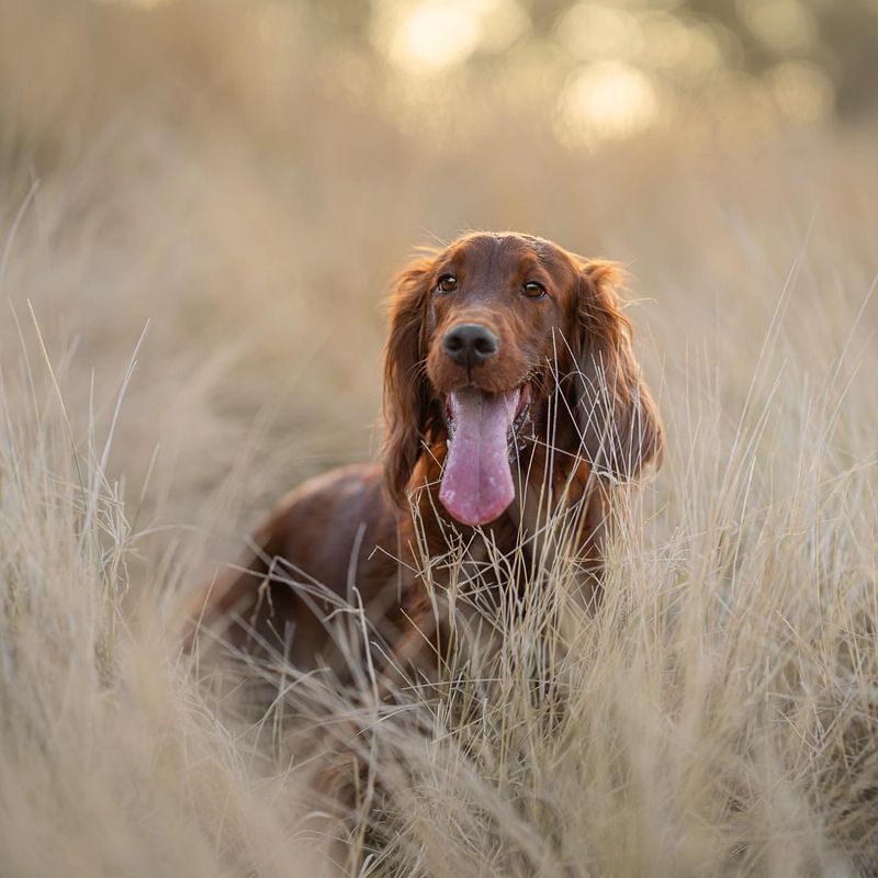 Irish Setter